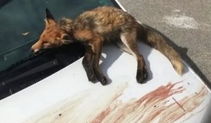 Un militant anti-chasse retrouve la dépouille d'un renard sur sa voiture, maculée de sang