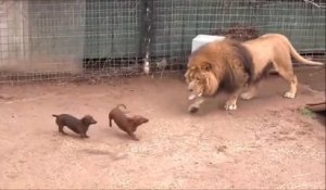 Belle amitié entre un lion et 2 teckels... Adorable