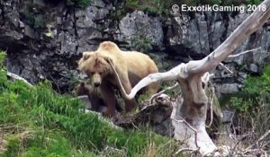 Une famille d'ours s'en prend à un nid d'aigle