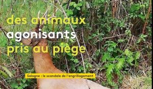 Sologne : l'engrillagement de la forêt s'est amplifié durant le confinement