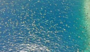 La plus grande colonie de tortues de mer vertes au monde a été filmée par un drone au Nord de l'Australie