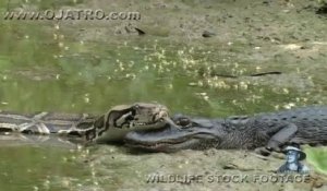 Un python vient se poser sur un crocodile... Du jamais vu