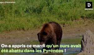 L'État porte plainte après la mort d'un ours, tué par balles en Ariège