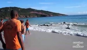 Des dizaines de dauphins viennent s'échouer sur la plage et ces touristes tentent de les sauver