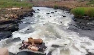 Cette lionne se retrouve piégée dans les rapides d'une rivière