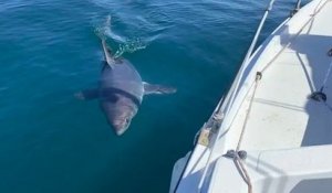 Un pêcheur fait la rencontre d'un requin-taupe, en Bretagne