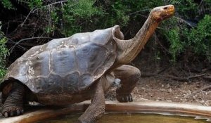 La tortue géante Diego est de retour sur son île d'origine après 87 ans de captivité à reproduire son espèce