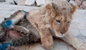 Torturé et battu pour poser avec des touristes, ce lionceau a été sauvé de justesse par une association