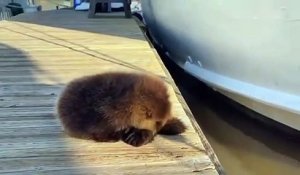 Ce bébé loutre roule pour rejoindre sa mère dans l'eau !