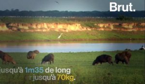 Connaissez-vous le capybara, le plus grand rongeur au monde ?