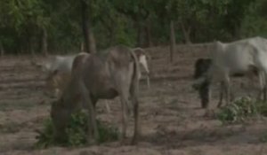 RTB/Zone pastorale de GUIRARO - l’agriculture chasse l’élevage