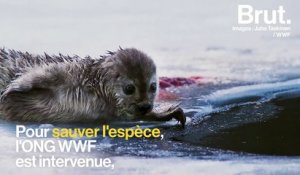 En Finlande, le WWF fait tout pour sauver les phoques du lac Saimaa