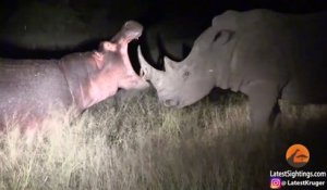 Face à face impressionnant entre un rhinocéros et un hippopotame