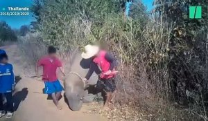Le cruel dressage des "éléphants à touristes" dévoilé dans une vidéo