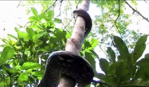 Ce serpent a une technique incroyable pour grimper aux arbres