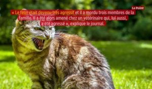 Italie : un chat atteint d'un virus extrêmement rare suscite l'inquiétude