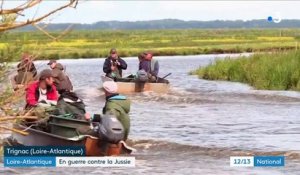 Loire-Atlantique : en guerre contre la jussie, une plante invasive