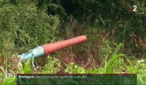 Bretagne : un petit oiseau, le choucas, est devenu la terreur de certains agriculteurs