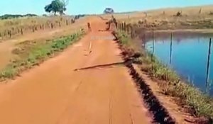 Un énorme anaconda leur coupe la route au brésil