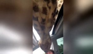 Des girafes gourmandes viennent manger par le toit ouvrant de la voiture