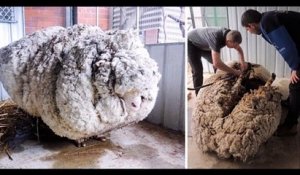Ce mouton n'a pas été tondu depuis 5 ans