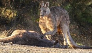 Ce kangourou est inconsolable après la mort de sa femelle et son petit, renversés par une voiture