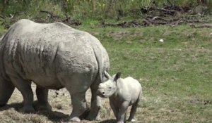 Un bébé rhinocéros blanc est présenté pour la première fois au zoo de Zurich