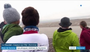 Baie de Somme : les phoques victimes du tourisme