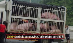 Chine : après le coronavirus, une grippe porcine ?