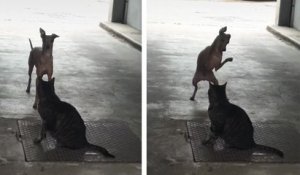 Une rencontre intense entre un chat et un chien
