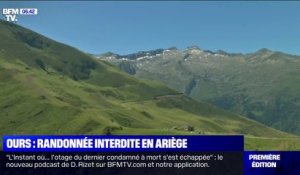 Craignant des attaques d'ours, un maire interdit les randonnées en Ariège