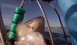 Ils filment de très près deux grands requins blancs en pleine chasse