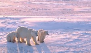 Les ours polaires pourraient disparaitre d'ici 2100 à cause de la fonte des glaces
