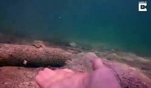 Ce poulpe vient demander de l'aide à un plongeur