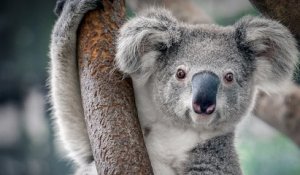 Depuis les incendies en Australie, les koalas et les marsupiaux sont en danger d'extinction