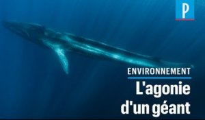 Amputée de sa queue, une baleine agonise en Méditerranée