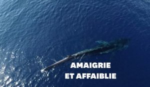 L'agonie d'une baleine en Méditerranée