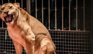 Marseille veut interdire les cirques animaliers
