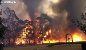 Pas un mais trois milliards d'animaux tués ou déplacés par les feux de brousse en Australie