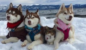 Sauvé de la mort, ce chaton a développé une amitié incroyable avec trois huskies