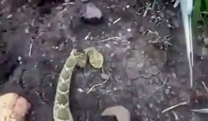 Ce serpent mord encore même la tête coupée