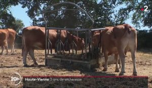 Haute-Vienne : la sécheresse inquiète les éleveurs