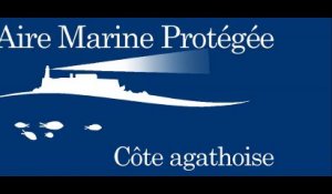 AGDE - Une baleine et un rorqual commun observés dans l'aire marine protégée de la côte agathoise