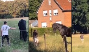 Des vidéos, montrant deux jeunes brutalisant un cheval et un poney, scandalisent la Belgique