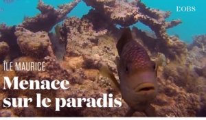 Tortues géantes, coraux, pigeons roses... Cette nature menacée par la marée noire à Maurice