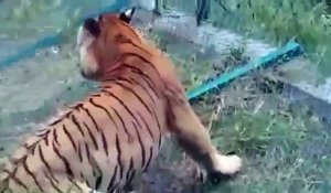 Un combat entre un tigre sauvage et un tigre d’un parc