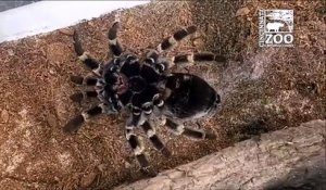 Cette araignée en train de muer va vous faire froid dans le dos