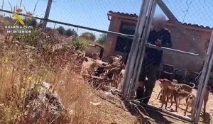 Espagne : Les terribles de dizaines de chiens affamés sauvés d'une mort certaine par la Guardia Civil avoir été retrouvés déshydratés et la peau sur les os dans une ferme située dans la région centrale de Tolède