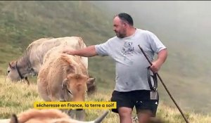 Cantal : l'inquiétude des éleveurs à cause de la sécheresse