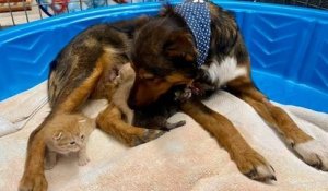 Après avoir perdu sa portée de chiots, une chienne errante adopte un trio de chatons orphelins